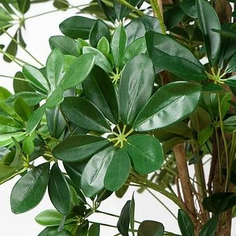 Искусственное дерево Umbrella Schefflera Green 170 cm