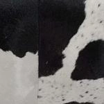 шкура Moo Black And White