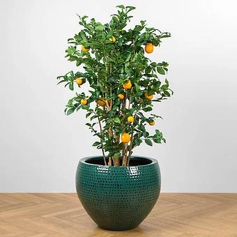 Кашпо Effectory Ron Classic Bowl Pot Jade Large