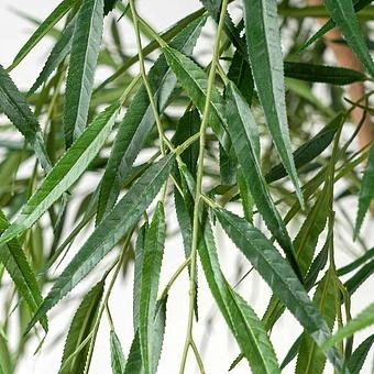 Искусственное растение Weeping Willow 240 cm - ракурс 4