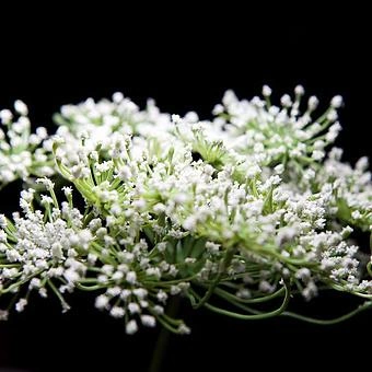Искусственный цветок Anna Royal Branch White 62 cm - ракурс 2