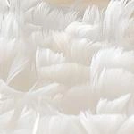 перья White Feathers