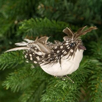 Набор из 2-х ёлочных игрушек Set Of 2 Feather Birds On Clip Brown 11 cm - ракурс 3