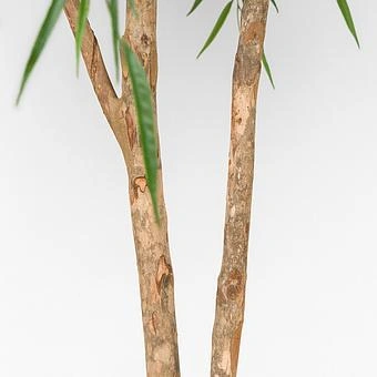 Искусственное растение Weeping Willow 240 cm - ракурс 5