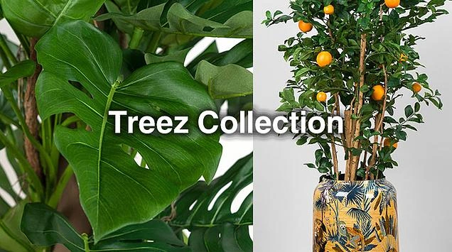 Искусство оживлять интерьер - встречайте растения и кашпо Treez Collection