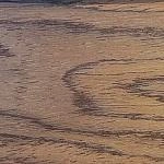 орех Walnut Veneer