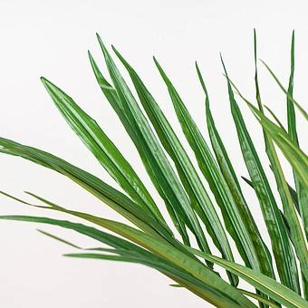 Искусственное дерево De Luxe Kentia Palm 170 cm