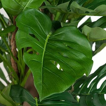 Искусственное дерево Giant Monstera Tree Trunk 290 cm
