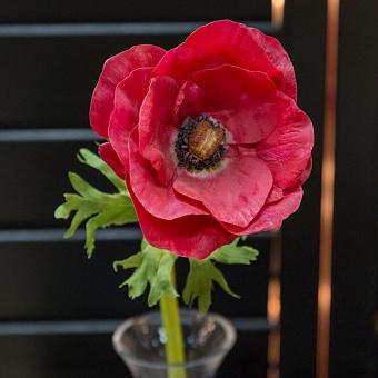 Искусственный цветок Anemone L. With Polybag Red 55 cm