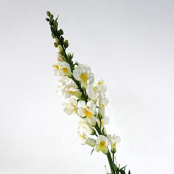 Искусственный цветок Snapdragon Yellow/White 105 cm